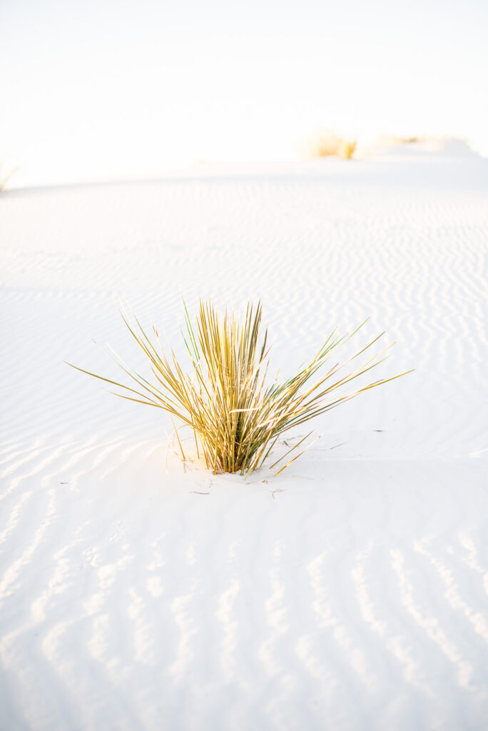 White Sands photographer