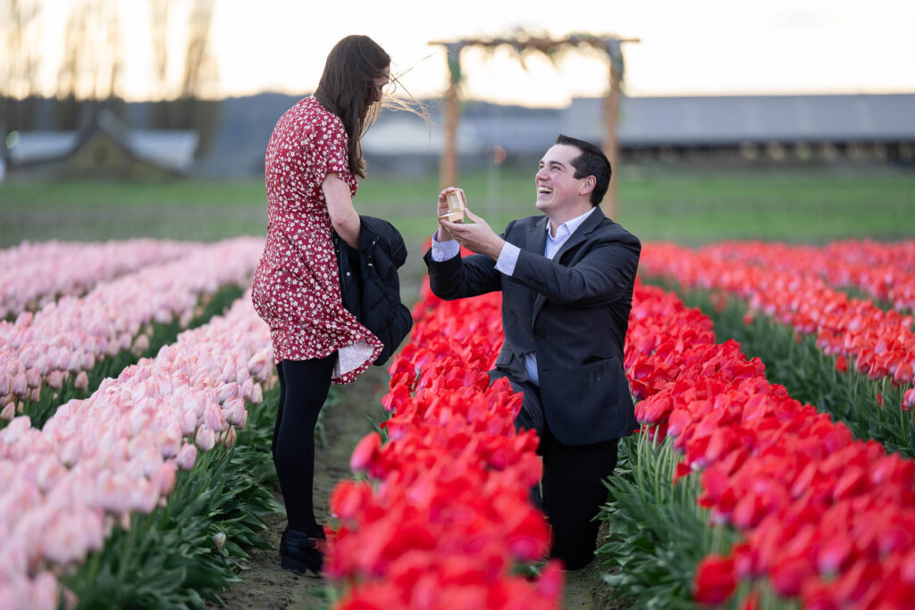 Tulip Town Proposal